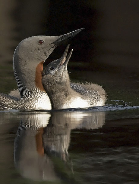 Kaakkuri, Red-throated Diver, Gavia stellata